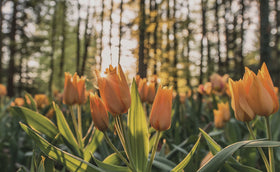 NJ Blackwell Garden Services