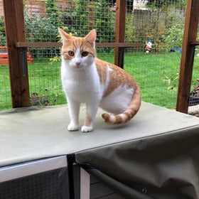 Pattishall Pet Sitting
