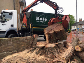 Rose Tree Care
