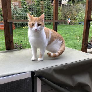 Pattishall Pet Sitting